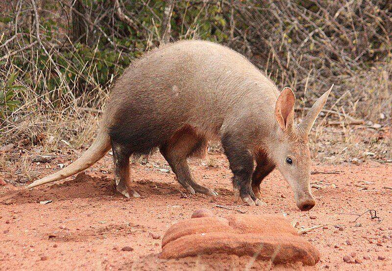 Aardvark (en.wikipedia.org)
