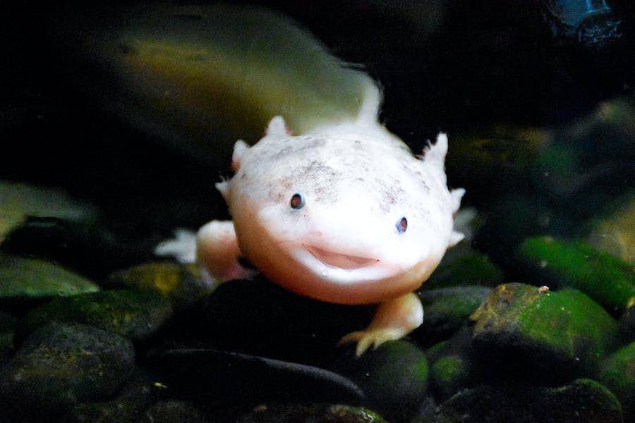 Ilustrasi Axolotl (Pexels.com/Artem Lysenko)