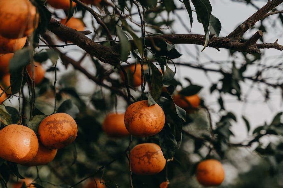 15 Daftar Nama Buah dari Huruf O dalam Bahasa Inggris, Ada yang Tahu?