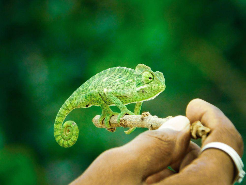 ilustrasi bunglon (pexels.com/yuvi's picworld)