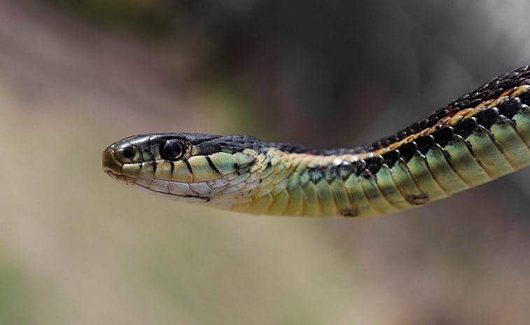 Garter snake (commons.wikimedia.org/Ethan Sahagun)