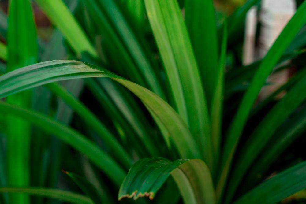 ilustrasi daun pandan (unsplash.com/Redicul Pict)