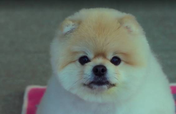 Cuplikan A Good Day to Be a Dog (Dok.MBC/A Good Day to Be a Dog)