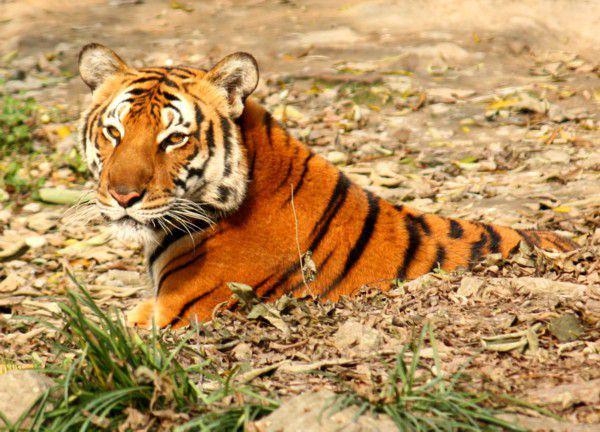 harimau cina selatan yang berada di Kebun Binatang Shanghai (commons.wikimedia.org/ J. Patrick Fischer)