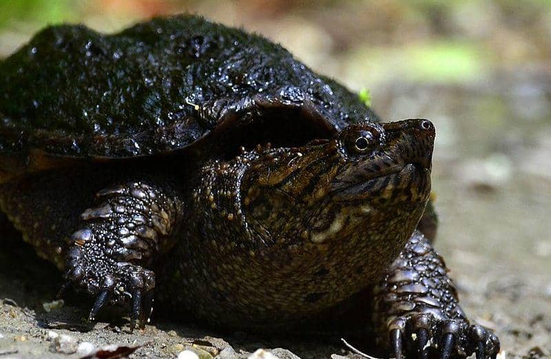 Common snapping turtle (commons.wikimedia.org/U.S. Fish and Wildlife Service)