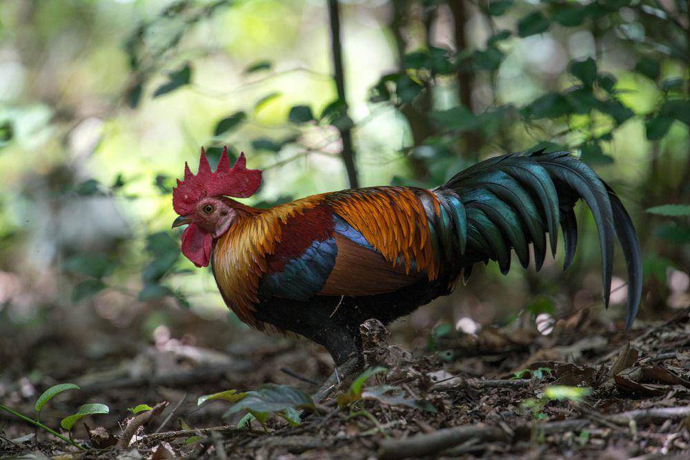 Ayam hutan di alam liar (commons.wikimedia.org/Jason Thompson)