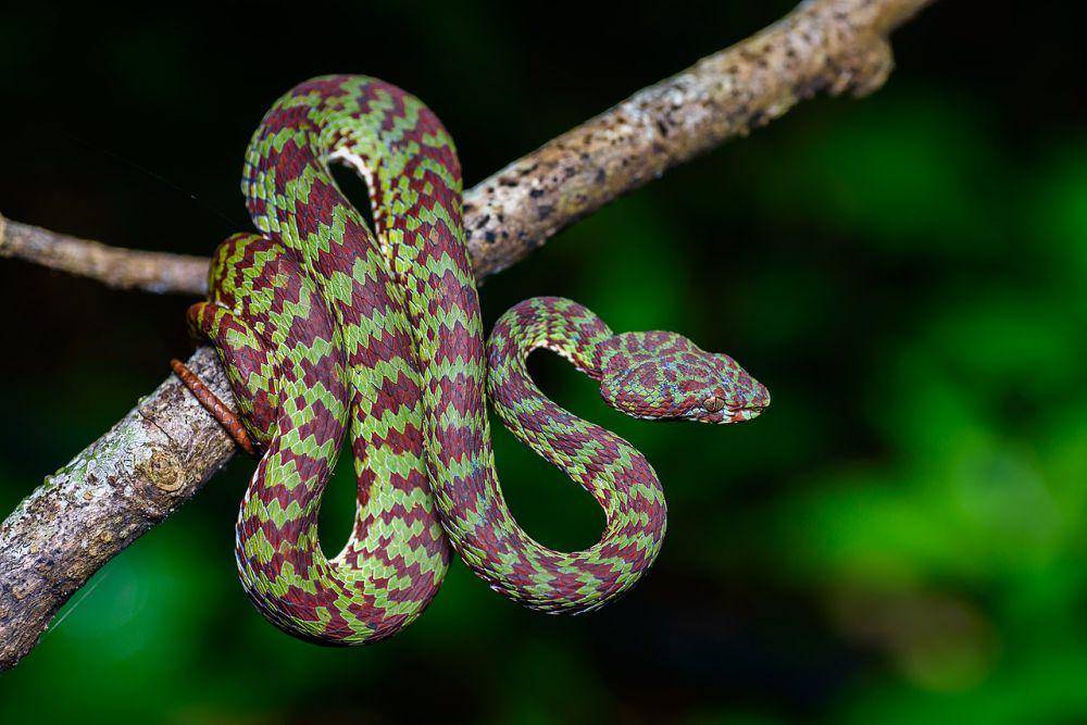 Ular viper dengan warna yang cantik (commons.wikimedia.org/Rushenb)