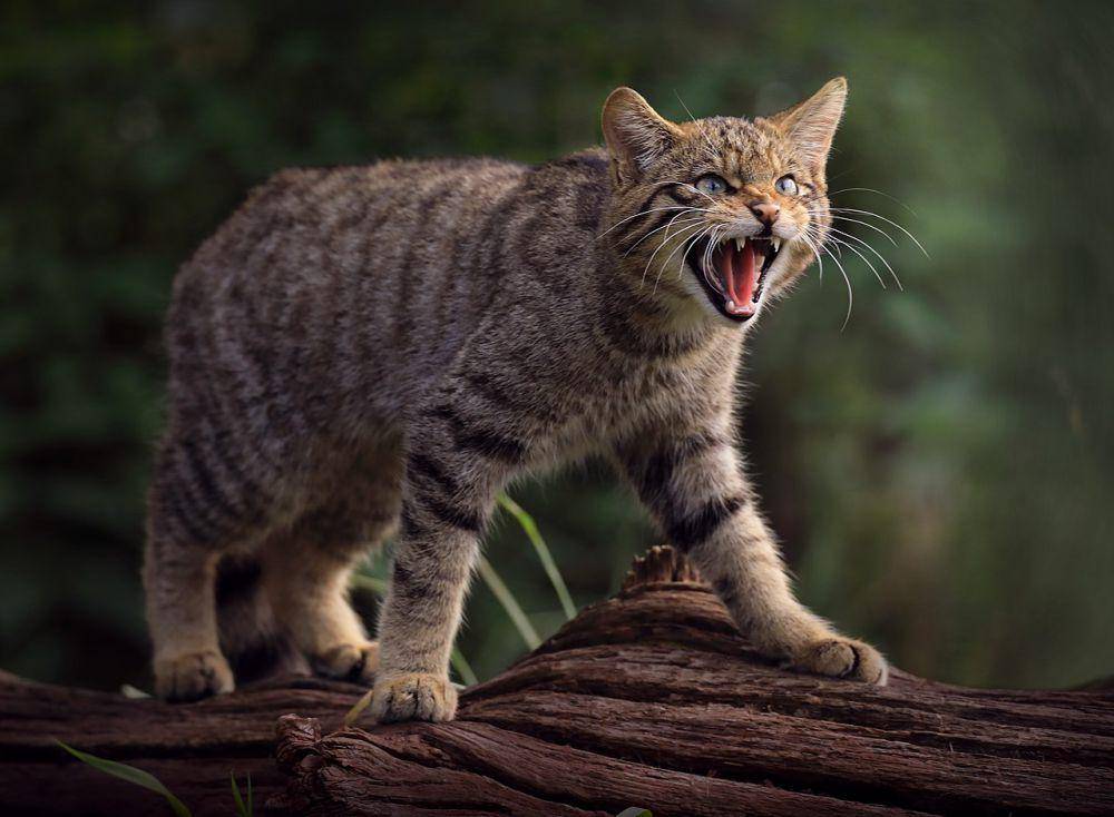 Kucing liar di Eropa (commons.wikimedia.org/Charlie Marshall)