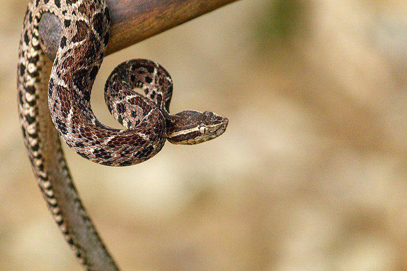 Bothrops jararacussu (commons.wikimedia.org/Rodrigo Tetsuo Argenton)