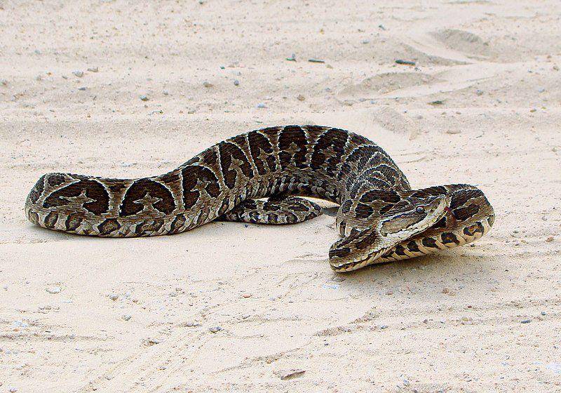 Bothrops alternatus (commons.wikimedia.org/Claudio Timm)