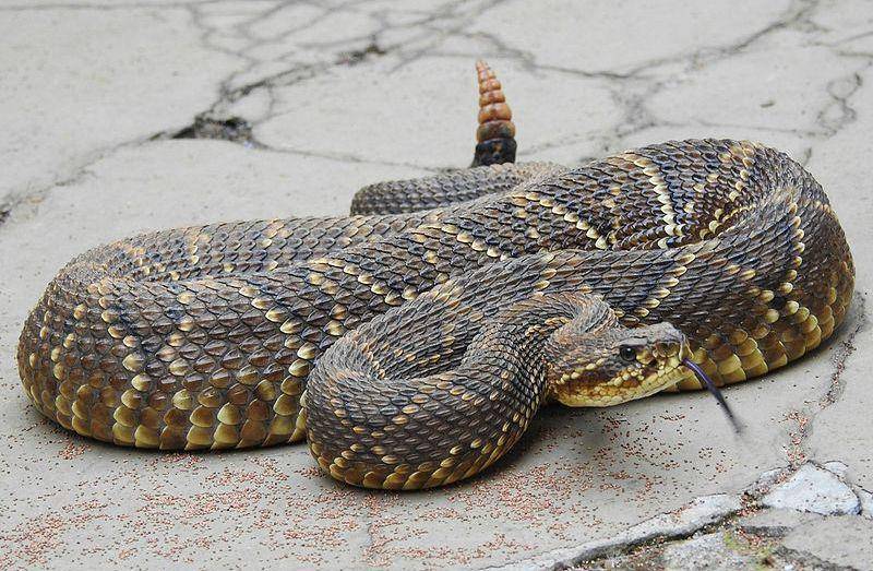 South american rattlesnake (en.wikipedia.org/Leandro Avelar)