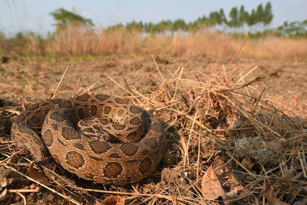 Bandotan puspa, salah satu viper yang ada di Indonesia (commons.wikimedia.org/Tontanthailand)