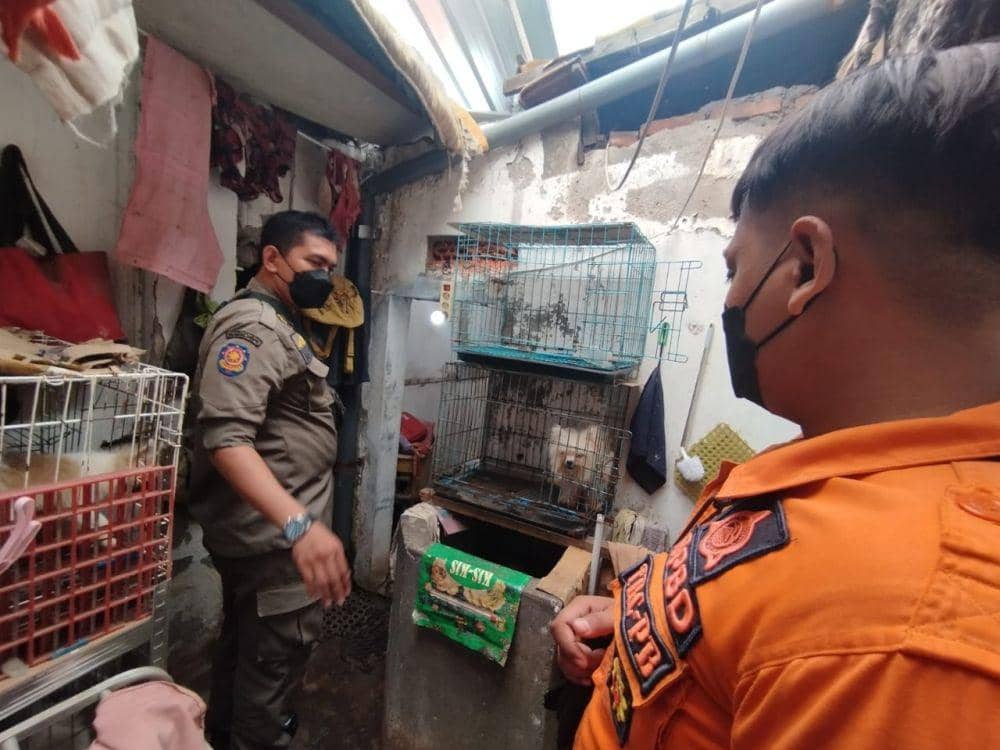 Pemiliknya Dirawat di Rumah Sakit, 29 Anjing Dievakuasi BPBD