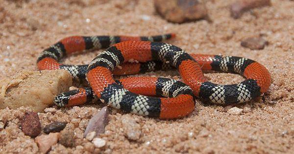 Painted coral snake (commons.wikimedia.org/William Quatman)
