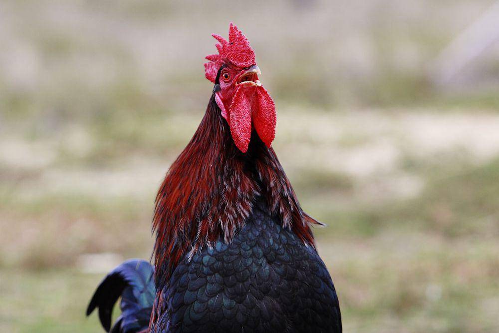 Ayam, salah satu hewan domestik (commons.wikimedia.org/fir0002)