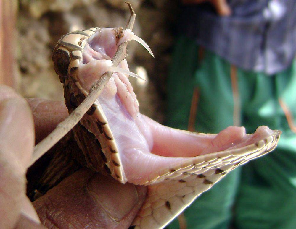 Taring ular viper (en.wikipedia.org/Usman Ahmad)