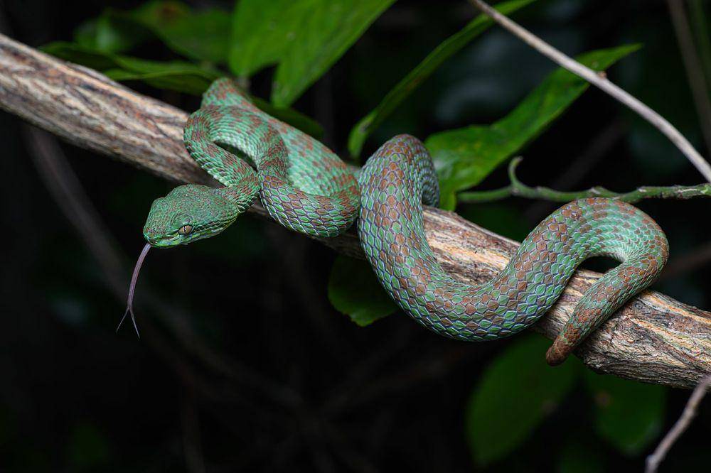 Viper dengan kepala segitiga (commons.wikimedia.org/Rushen)