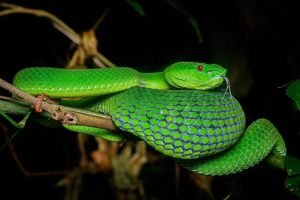 Ular viper sedang hamil (en.wikipedia.org/Rushenb)