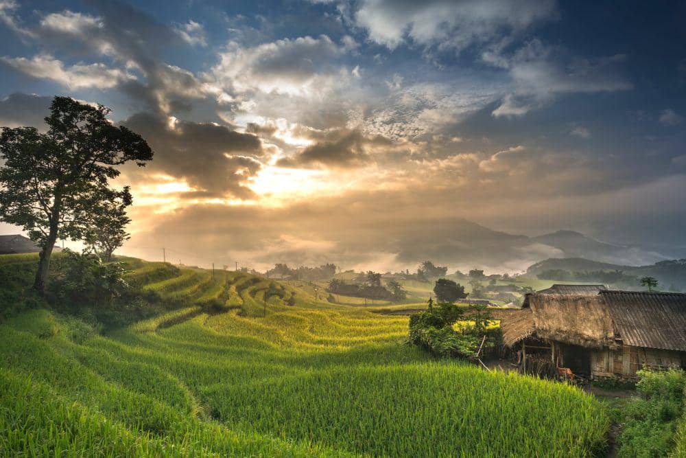 Ilustrasi rumah di tengah sawah (pexels.com/@quang-nguyen-vinh)
