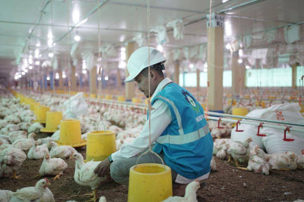 Peternakan ayam dengan menggunakan metode closed house di Desa Moncongloe, Kabupaten Gowa, Sulawesi Selatan. (Dok. PLN Sulselrabar)