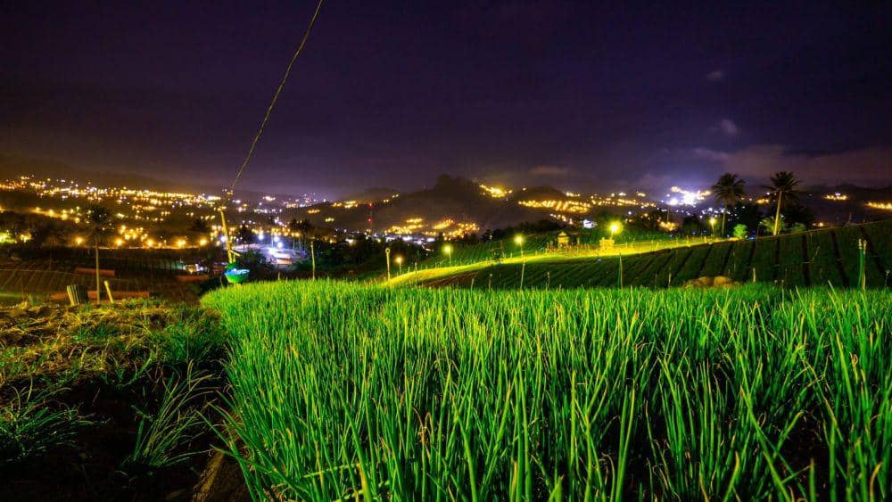 Program Electrifying Agriculture (EA), kebun bawang merah di Desa Saruran, Kabupaten Enrekang, Sulawesi Selatan. (Dok. PLN Sulselrabar)