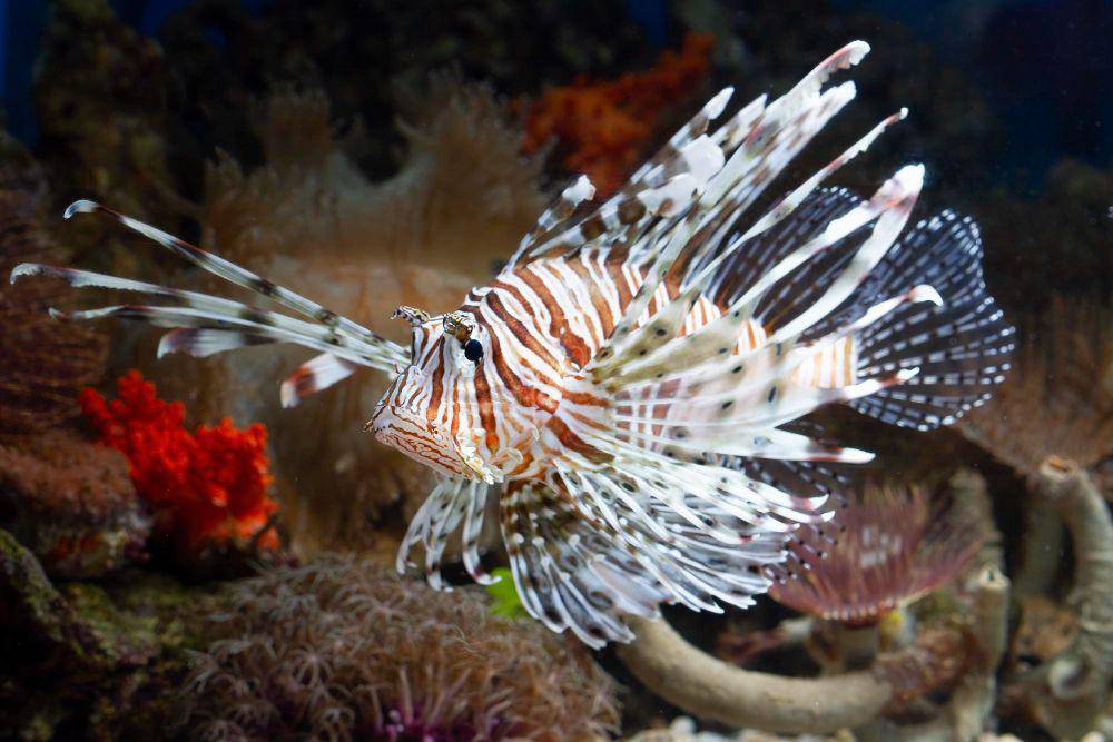 lion fish (freepik.com/kuritafsheen77)