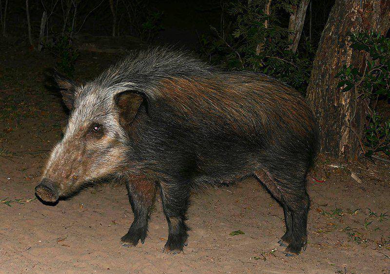 Babi semak dewasa sering berkonflik dengan manusia karena memakan tanaman petani. (commons.wikimedia.org/Bernard DUPONT)