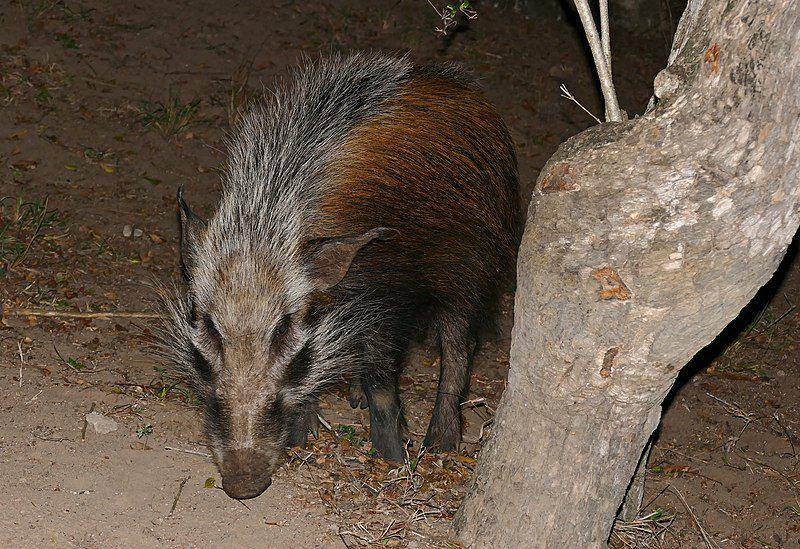 babi semak yang sedang beraktivitas saat malam (commons.wikimedia.org/Bernard DUPONT)