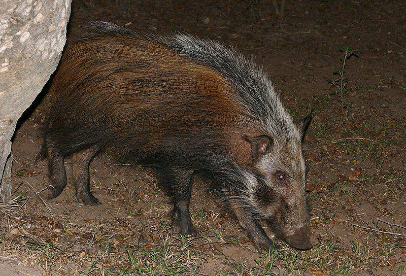 babi semak yang sedang berkeliling untuk mencari makan (commons.wikimedia.org/Bernard DUPONT)