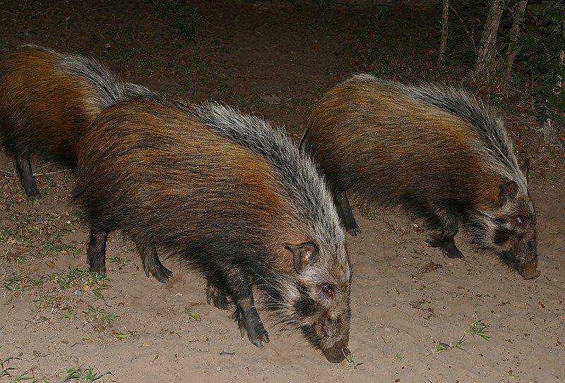 Babi semak hidup secara berkelompok dengan jumlah bisa mencapai 12 individu. (commons.wikimedia.org/Bernard DUPONT)