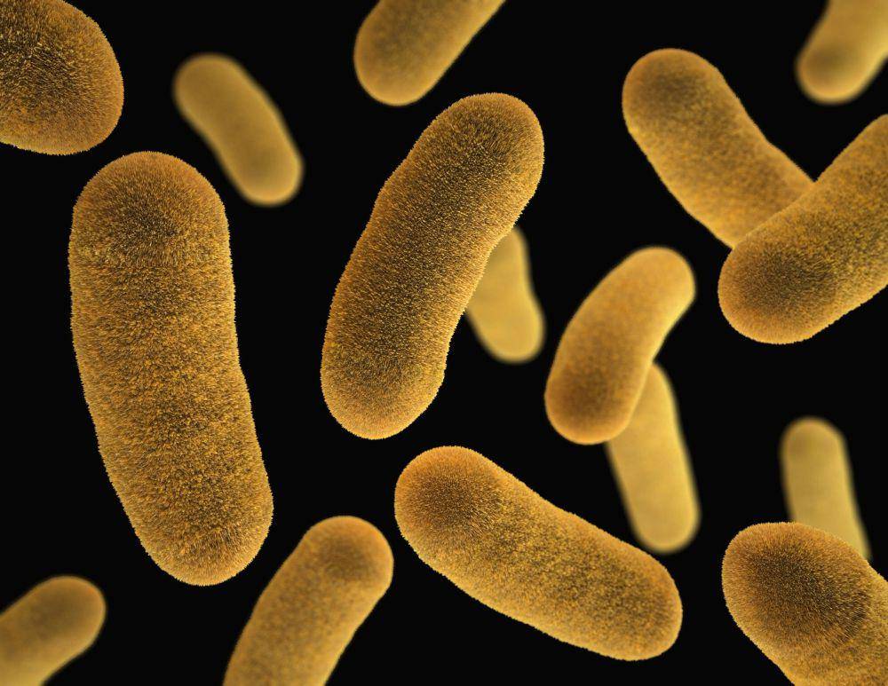 ilustrasi bakteri Yersinia pestis (unsplash.com/CDC)