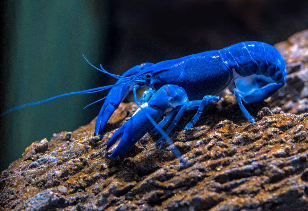 ilustrasi lobster (unsplash.com/David Clode)