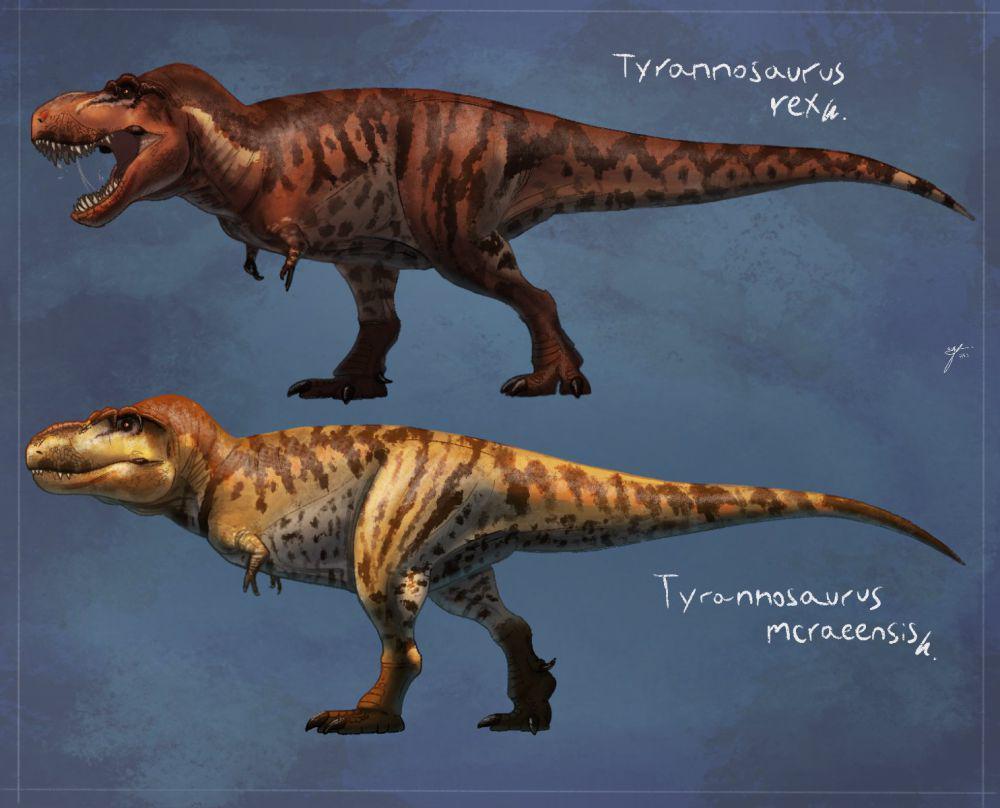 Perbedaan Tyrannosaurus mcraensis dengan Tyrannosaurus rex (twitter.com/Arturo García)