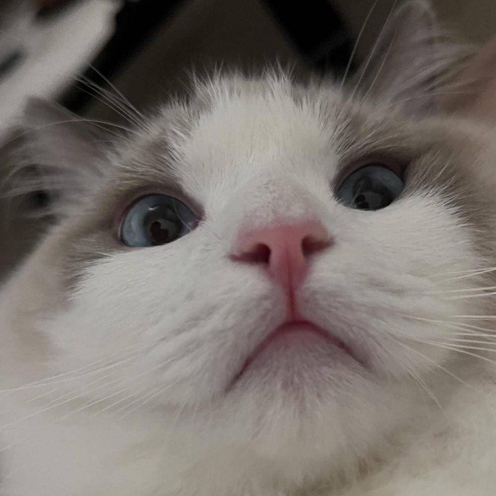 potret jarak dekat hewan peliharaan (reddit.com/user/wintermelyn)
