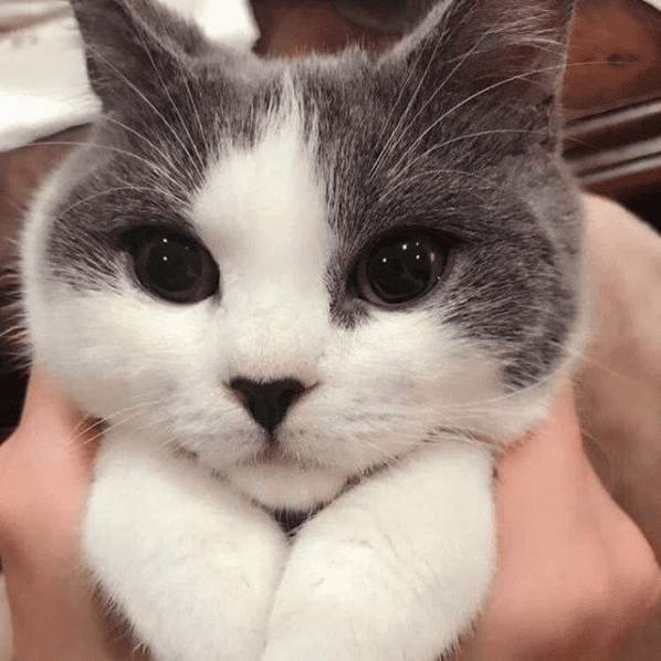 potret jarak dekat hewan peliharaan (reddit.com/user/Masana_Yamazaki)