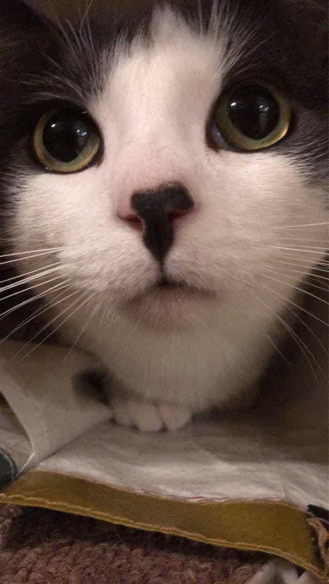 potret jarak dekat hewan peliharaan (reddit.com/user/PurrfectVixen)