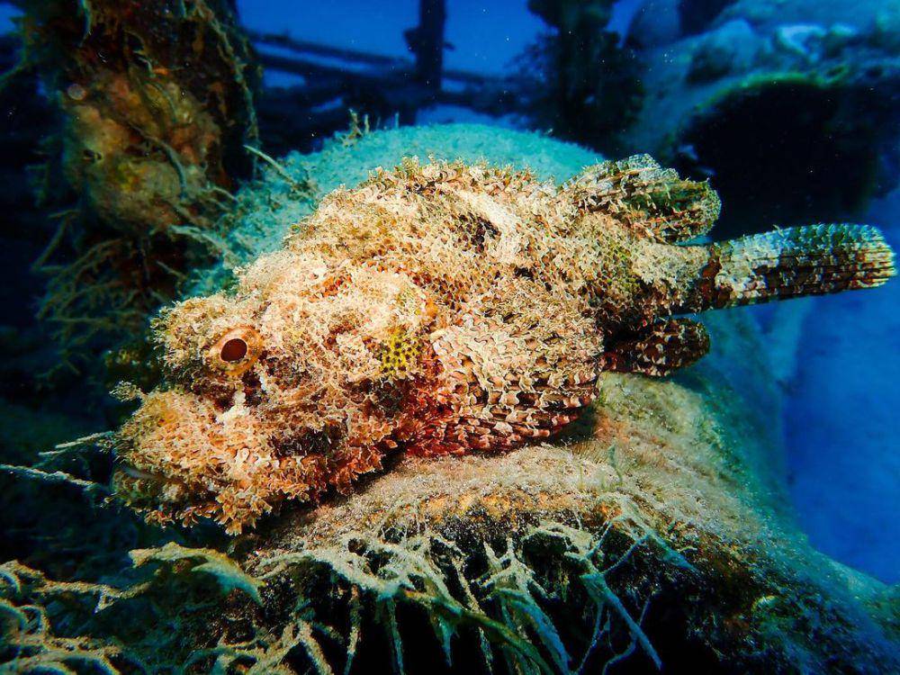 scorpion fish (instagram.com/ysukharenko)