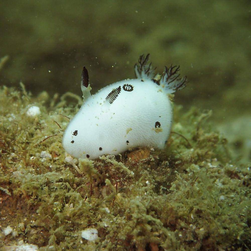 sea bunny (instagram.com/oceana)