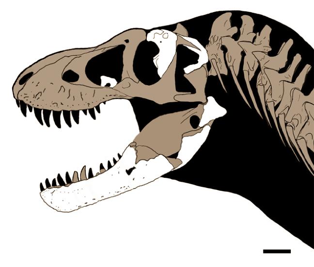 Rekonstruksi fosil Tyrannosaurus mcraensis (commons.wikimedia.org/SlvrHwk)