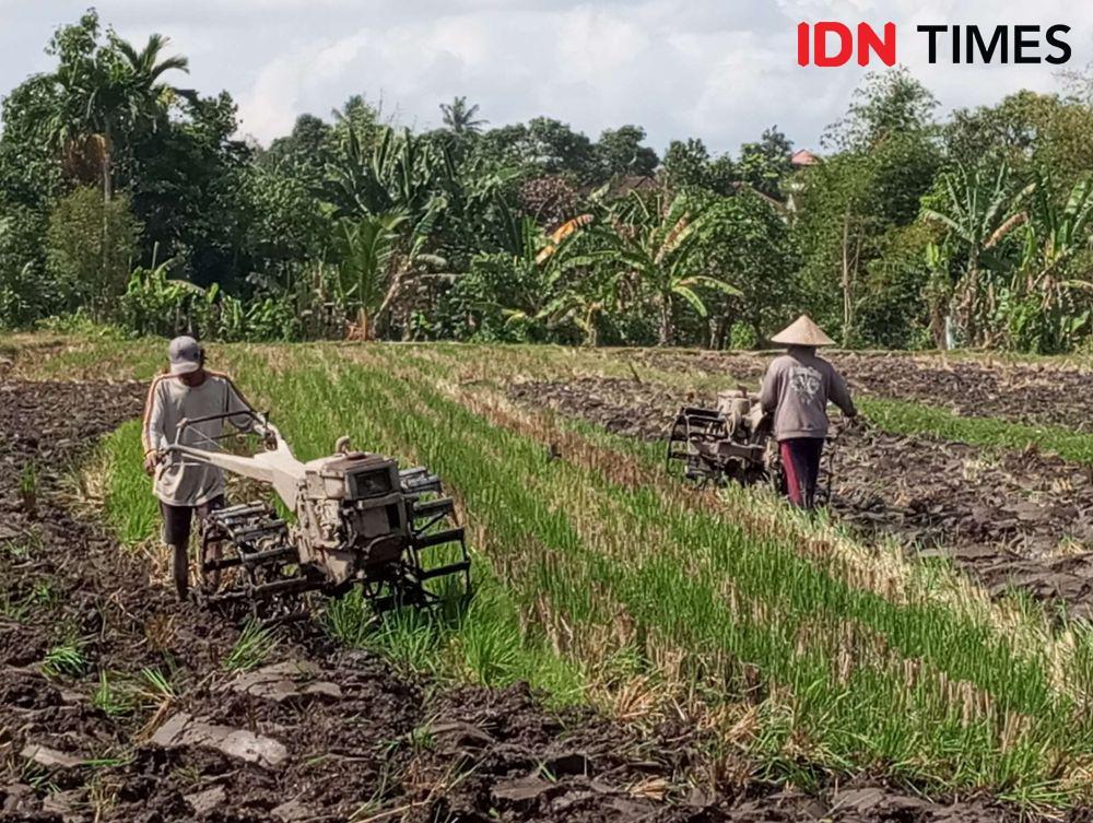 El Nino Terparah Pada 2024, Jateng Baru Panen Raya Maret