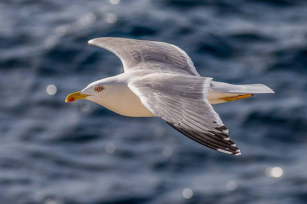 Camar herring (pixabay.com/Michael Kleinsasser)