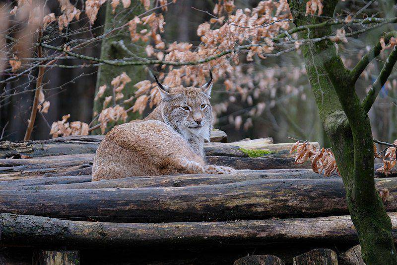 Lynx (commons.wikimedia.org/Musicaline)