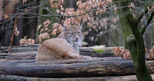 Lynx (commons.wikimedia.org/Musicaline)