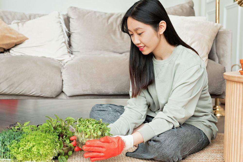 6 Permasalahan yang Ditemui saat Budidaya Microgreens