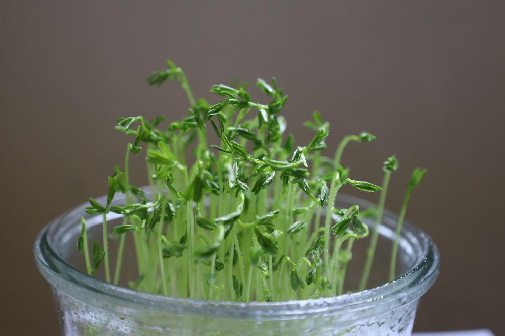 7 Media Tanam yang dapat Digunakan dalam Budidaya Microgreens