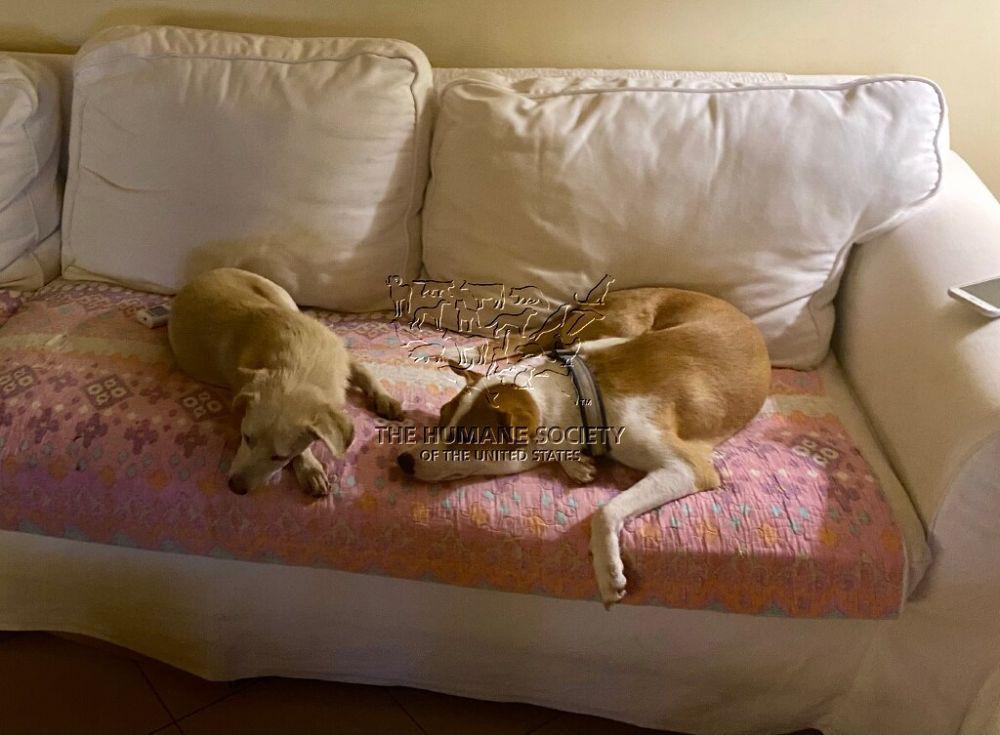 Sebanyak 24 anjing yang diselamatkan dari pasar ‘Ekstrim’ Tomohon diterbangkan ke Amerika Serikat (Dok. Jakarta Animal Aid Network)