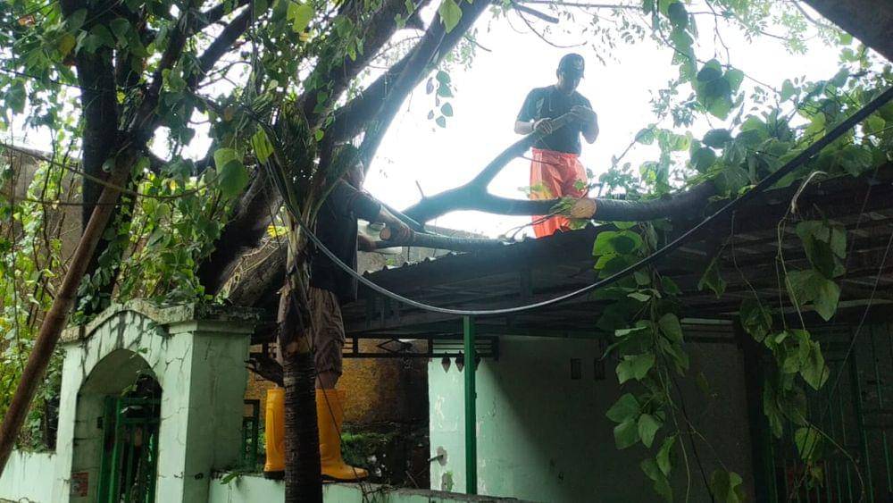 Pohon tumbang di CV Dewi Makassar, Senin (15/1/2024). Dok. IDN Times/DLH Makassar