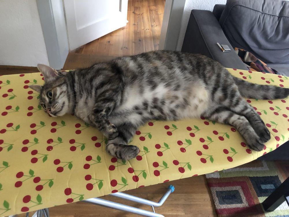 potret kucing nongkrong di meja setrika (reddit.com/user/dirkslapmeharder)