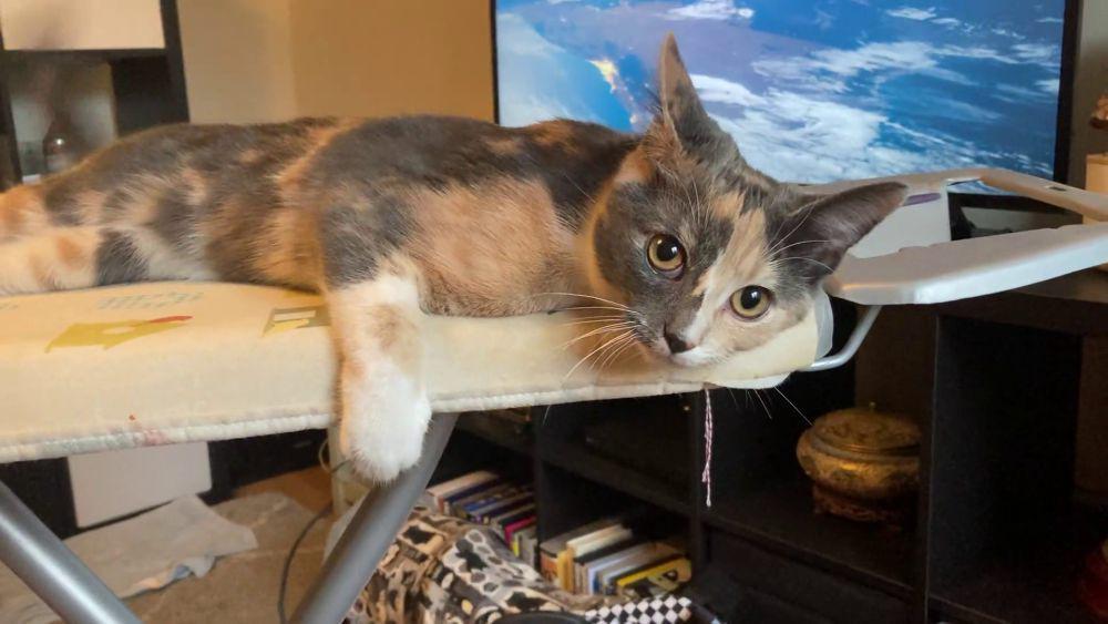 potret kucing nongkrong di meja setrika (reddit.com/user/the_nacho_stealer)