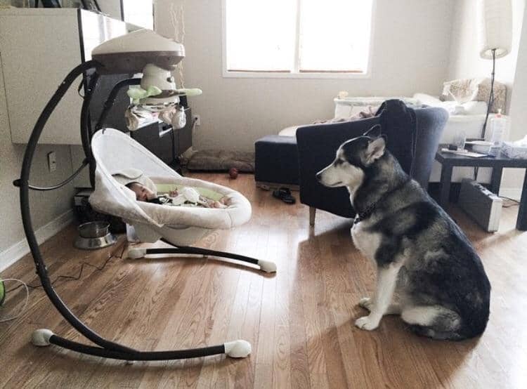 8 Potret Anjing Melindungi Bayi dan Bocil, Gemas Banget!